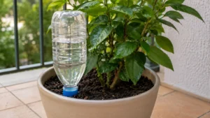 Botella de plástico invertida usada como riego por goteo casero para una maceta.